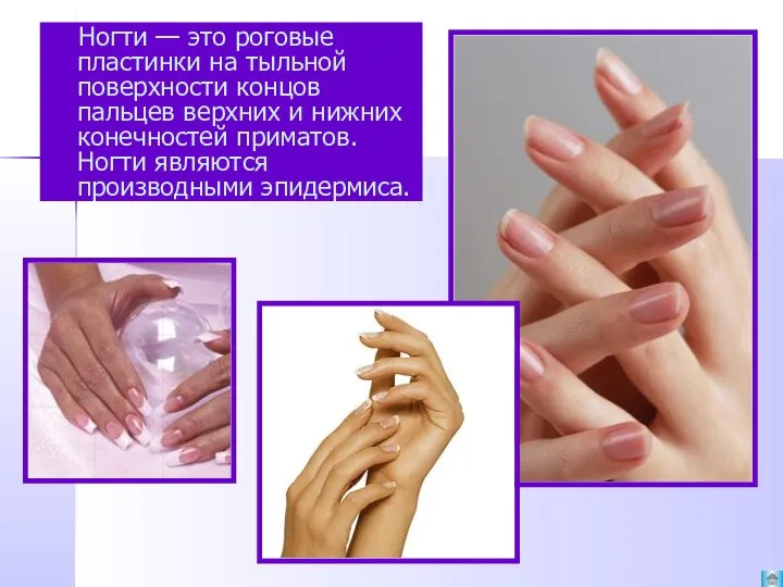 Ногти — это роговые пластинки на тыльной поверхности концов пальцев верхних и