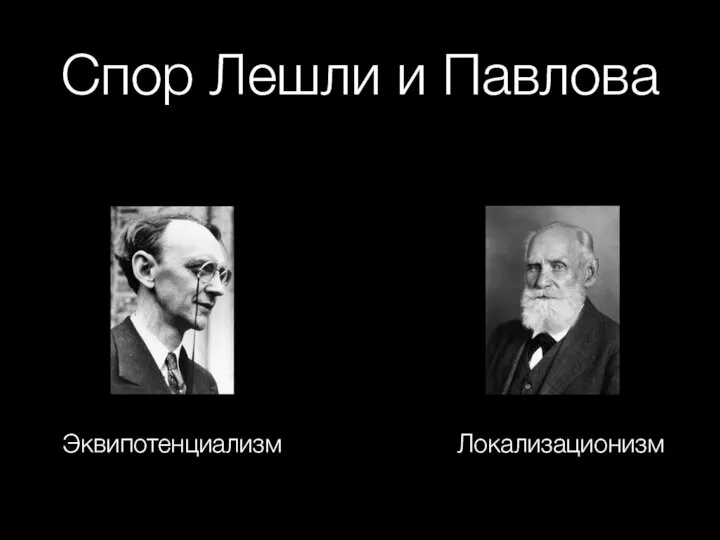 Спор Лешли и Павлова Эквипотенциализм Локализационизм