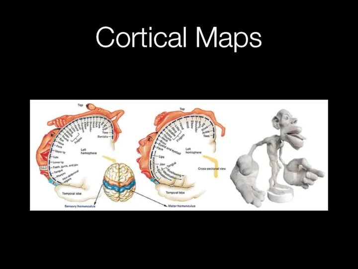 Cortical Maps