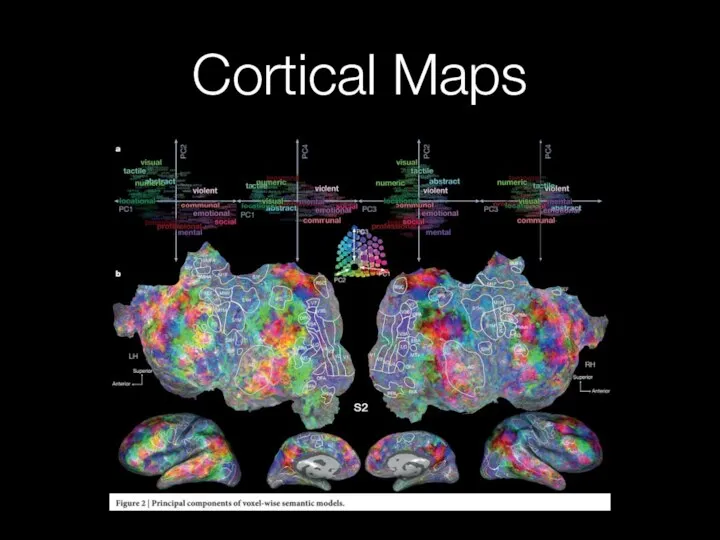 Cortical Maps