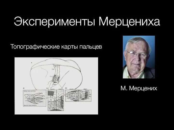 Эксперименты Мерцениха Топографические карты пальцев М. Мерцених