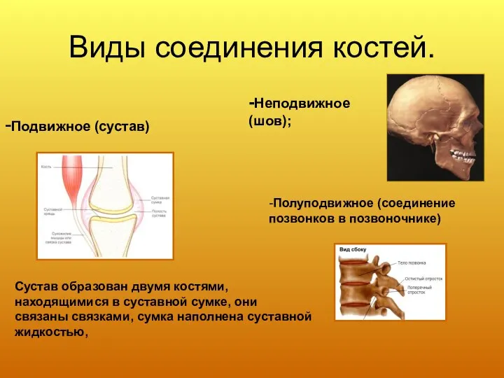 Виды соединения костей. -Подвижное (сустав) Сустав образован двумя костями, находящимися в суставной