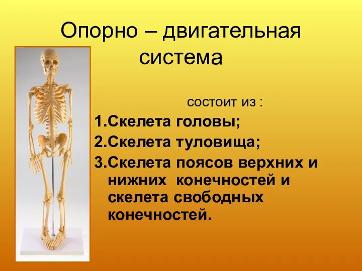 Опорно – двигательная система состоит из : Скелета головы; Скелета туловища; Скелета
