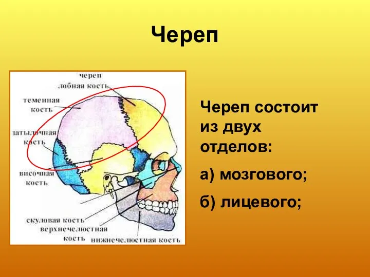 Череп Череп состоит из двух отделов: а) мозгового; б) лицевого;