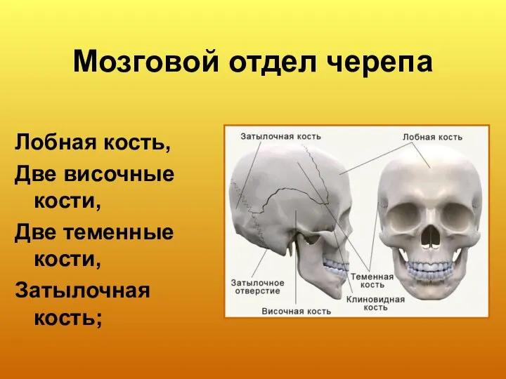Мозговой отдел черепа Лобная кость, Две височные кости, Две теменные кости, Затылочная кость;