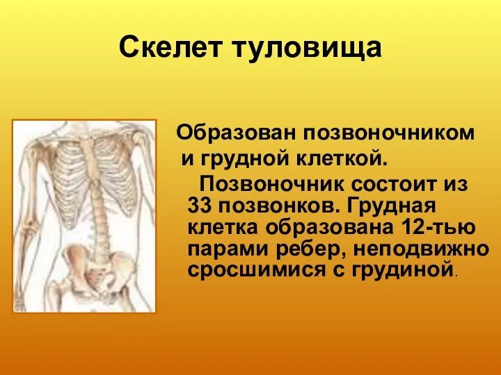 Скелет туловища Образован позвоночником и грудной клеткой. Позвоночник состоит из 33 позвонков.