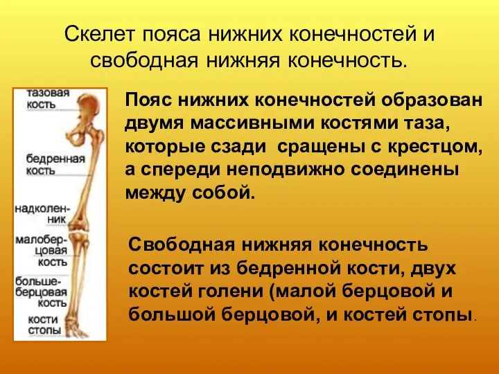 Скелет пояса нижних конечностей и свободная нижняя конечность. Пояс нижних конечностей образован