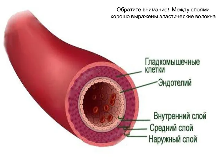 Обратите внимание! Между слоями хорошо выражены эластические волокна