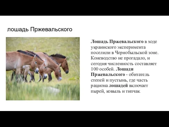 лошадь Пржевальского Лошадь Пржевальского в ходе украинского эксперимента поселили в Чернобыльской зоне.