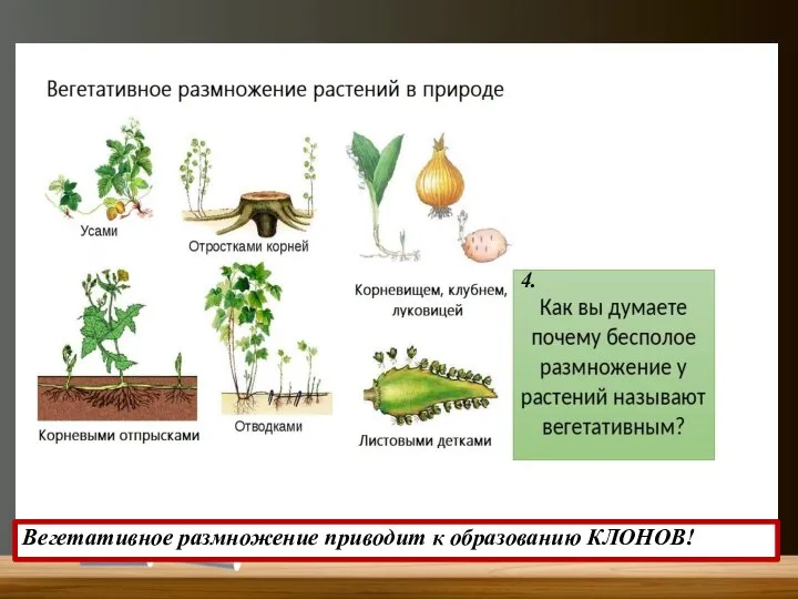 4. Вегетативное размножение приводит к образованию КЛОНОВ!