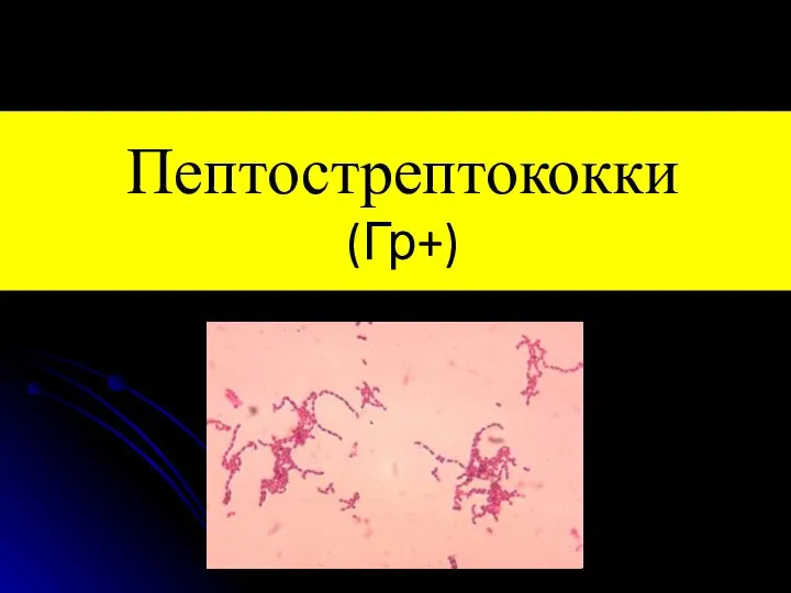 Пептострептококки (Гр+)