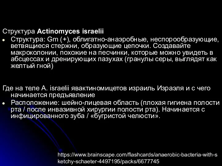 Структура Actinomyces israelii Структура: Gm (+), облигатно-анаэробные, неспорообразующие, ветвящиеся стержни, образующие цепочки.