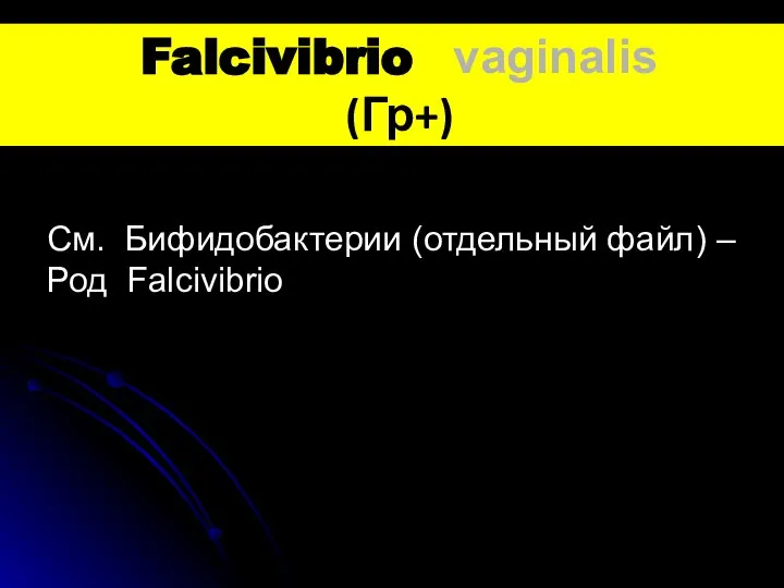 Falcivibrio vaginalis (Гр+) См. Бифидобактерии (отдельный файл) – Род Falcivibrio
