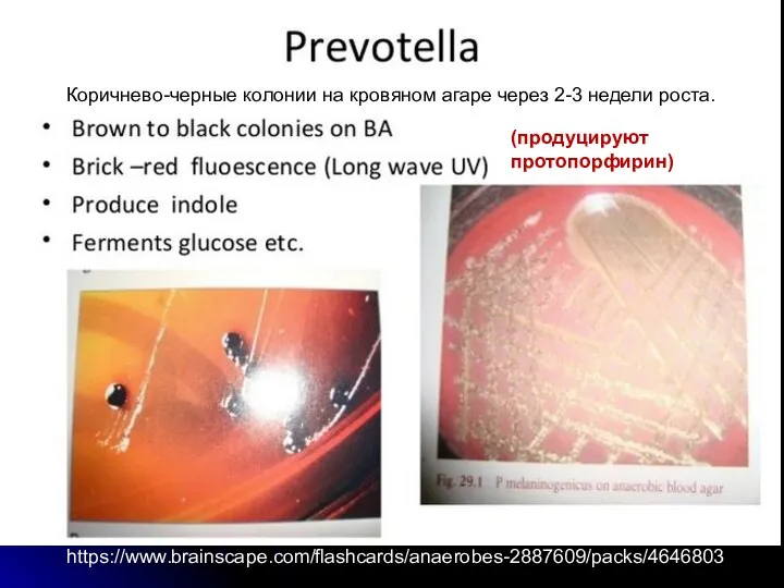 (продуцируют протопорфирин) Коричнево-черные колонии на кровяном агаре через 2-3 недели роста. https://www.brainscape.com/flashcards/anaerobes-2887609/packs/4646803