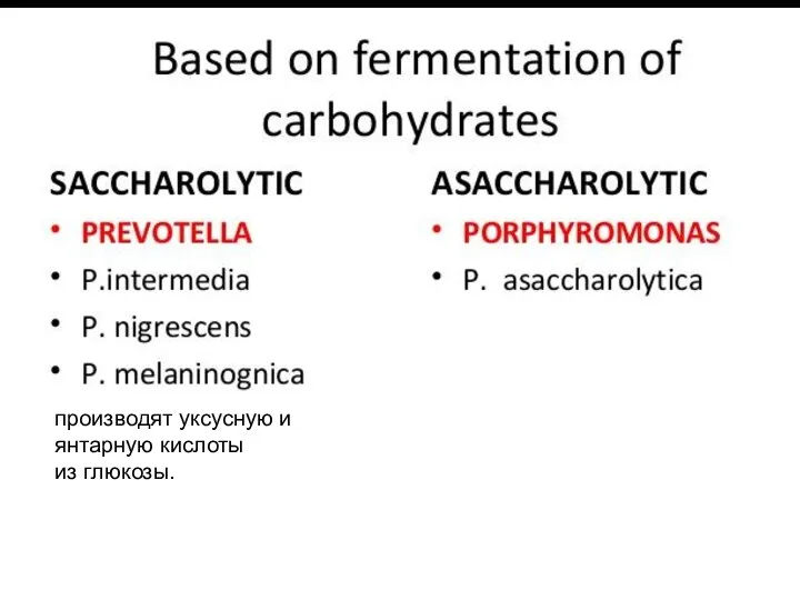 производят уксусную и янтарную кислоты из глюкозы.