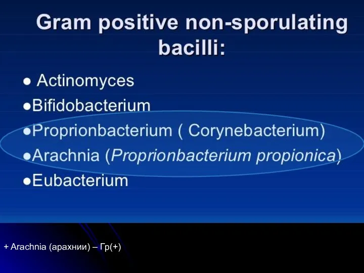 + Arachnia (арахнии) – Гр(+)