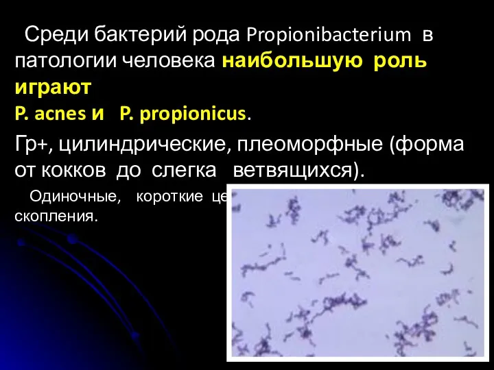 Среди бактерий рода Propionibacterium в патологии человека наибольшую роль играют P. acnes