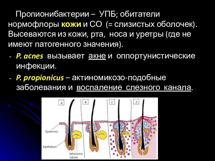 Пропионибактерии – УПБ; обитатели нормофлоры кожи и СО (= слизистых оболочек). Высеваются
