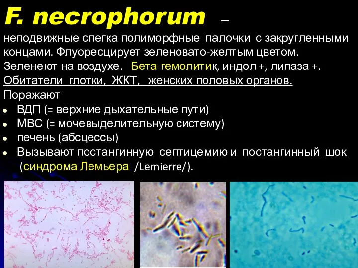 F. necrophorum – неподвижные слегка полиморфные палочки с закругленными концами. Флуоресцирует зеленовато-желтым