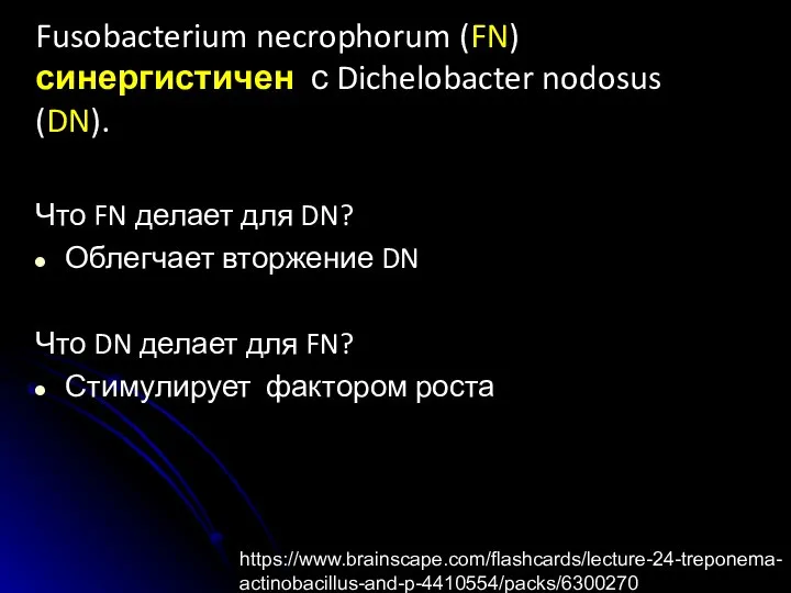 Fusobacterium necrophorum (FN) синергистичен с Dichelobacter nodosus (DN). Что FN делает для