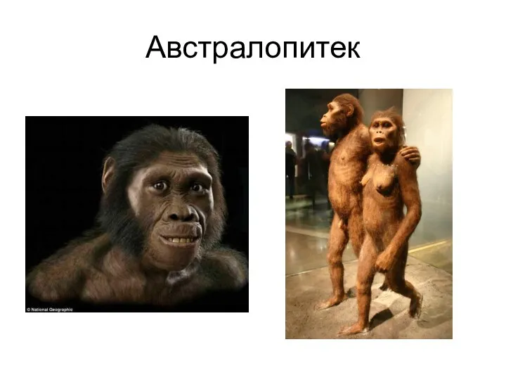 Австралопитек