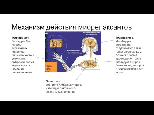 Механизм действия миорелаксантов Толперизон блокирует Na+ каналы вставочных нейронов спинного мозга и