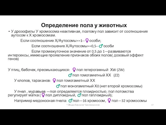 Определение пола у животных У дрозофилы У хромосома неактивная, поэтому пол зависит