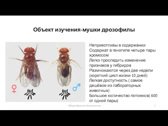 Объект изучения-мушки дрозофилы Неприхотливы в содержании Содержат в генотипе четыре пары хромосом