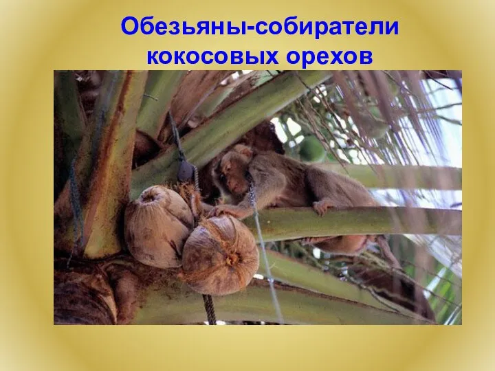 Обезьяны-собиратели кокосовых орехов