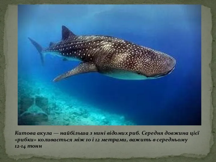 Китова акула — найбільша з нині відомих риб. Середня довжина цієї «рибки»