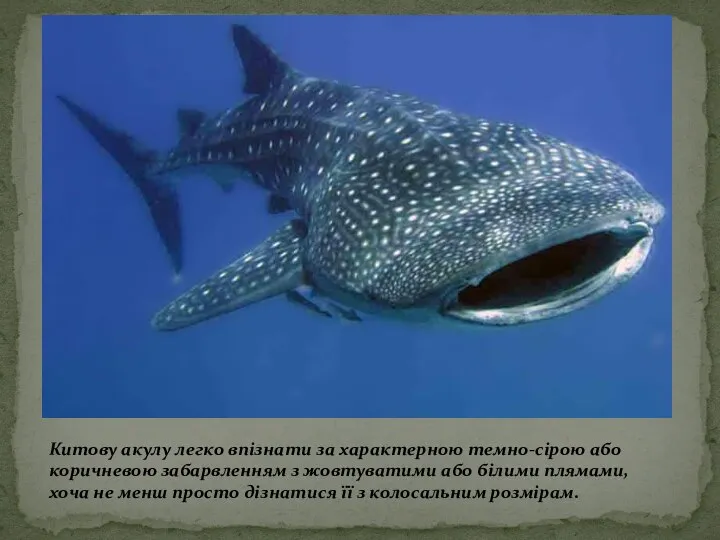 Китову акулу легко впізнати за характерною темно-сірою або коричневою забарвленням з жовтуватими