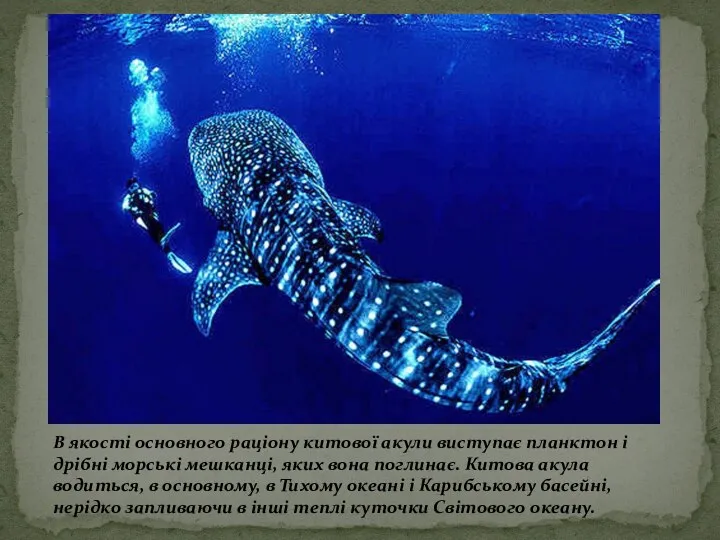 В якості основного раціону китової акули виступає планктон і дрібні морські мешканці,