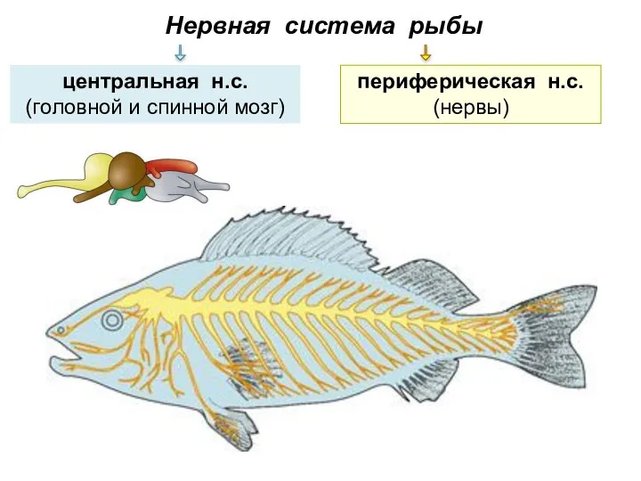 Нервная система рыбы центральная н.с. (головной и спинной мозг) периферическая н.с. (нервы)