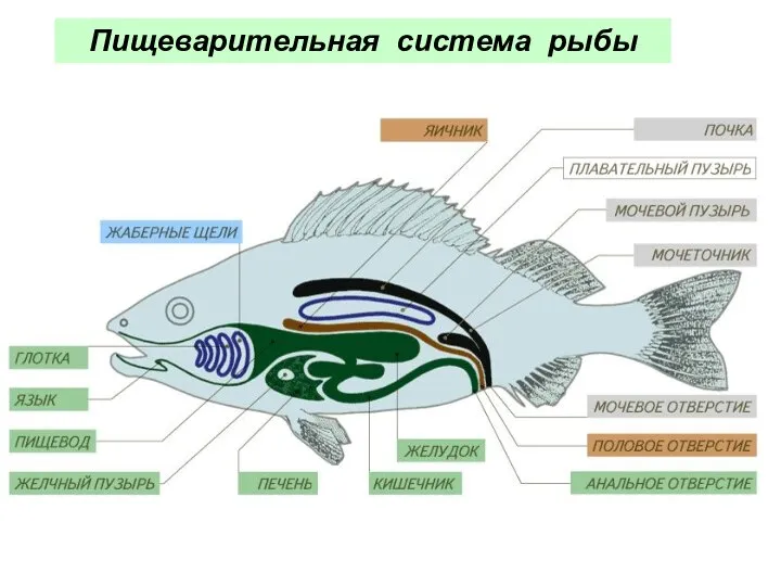 Пищеварительная система рыбы