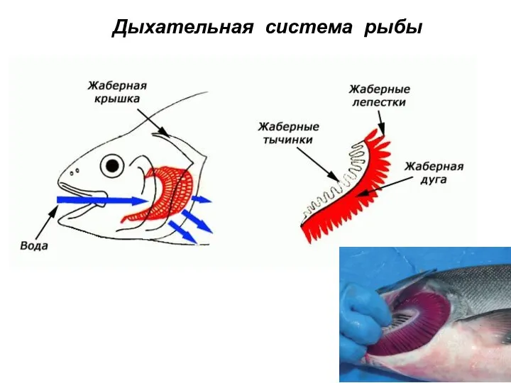 Дыхательная система рыбы