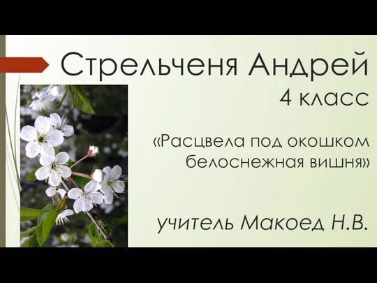 Стрельченя Андрей 4 класс «Расцвела под окошком белоснежная вишня» учитель Макоед Н.В.