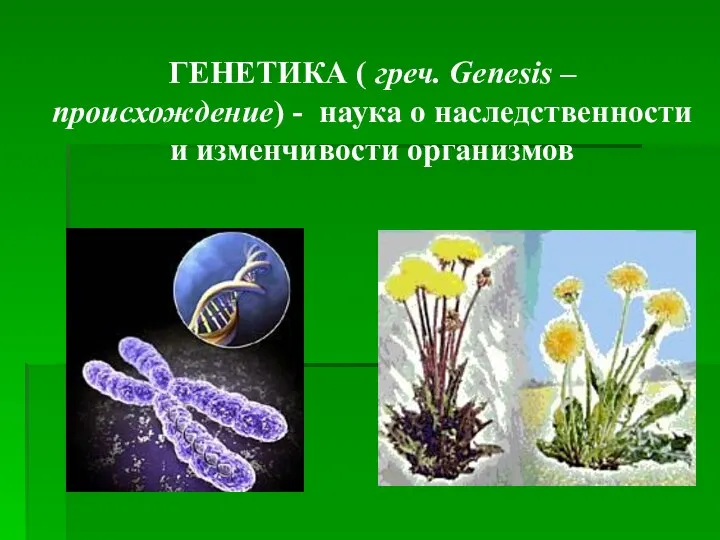 ГЕНЕТИКА ( греч. Genesis – происхождение) - наука о наследственности и изменчивости организмов