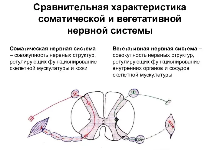 Сравнительная характеристика соматической и вегетативной нервной системы Соматическая нервная система – совокупность