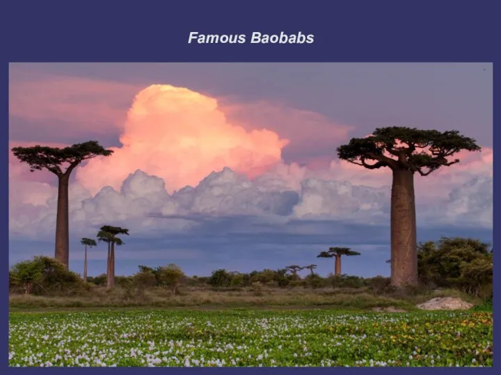 Famous Baobabs