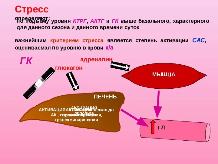 важнейшим критерием стресса является степень активации САС, оцениваемая по уровню в крови