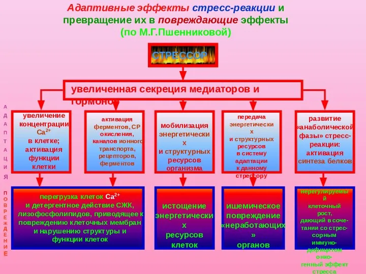 Адаптивные эффекты стресс-реакции и превращение их в повреждающие эффекты (по М.Г.Пшенниковой) СТРЕССОР