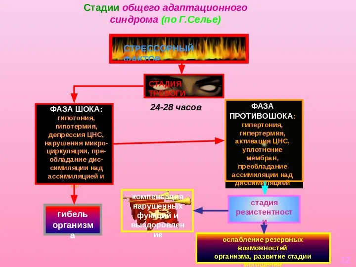 Стадии общего адаптационного синдрома (по Г.Селье) СТРЕССОРНЫЙ ФАКТОР СТАДИЯ ТРЕВОГИ ФАЗА ШОКА: