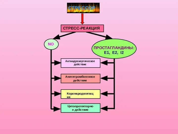 СТРЕСС-РЕАКЦИЯ ПРОСТАГЛАНДИНЫ: Е1, Е2, I2 Антиадренергическое действие Анититромбогенное действие СТРЕССОР NO Коронародилятация Цитопротекторное действие