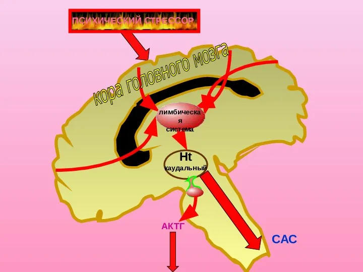 Ht каудальный кора головного мозга ПСИХИЧЕСКИЙ СТРЕССОР лимбическая система АКТГ САС