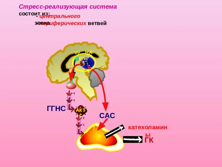НА АКТГ ГГНС ГК САС катехоламины - периферических ветвей Стресс-реализующая система состоит