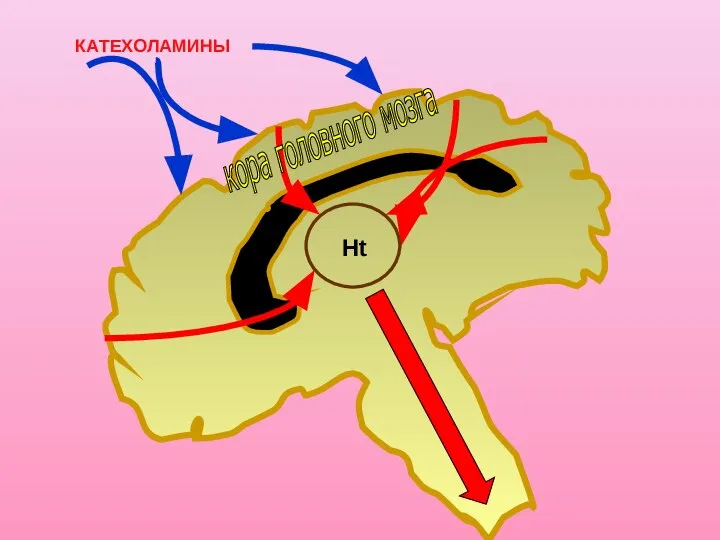 Ht кора головного мозга КАТЕХОЛАМИНЫ