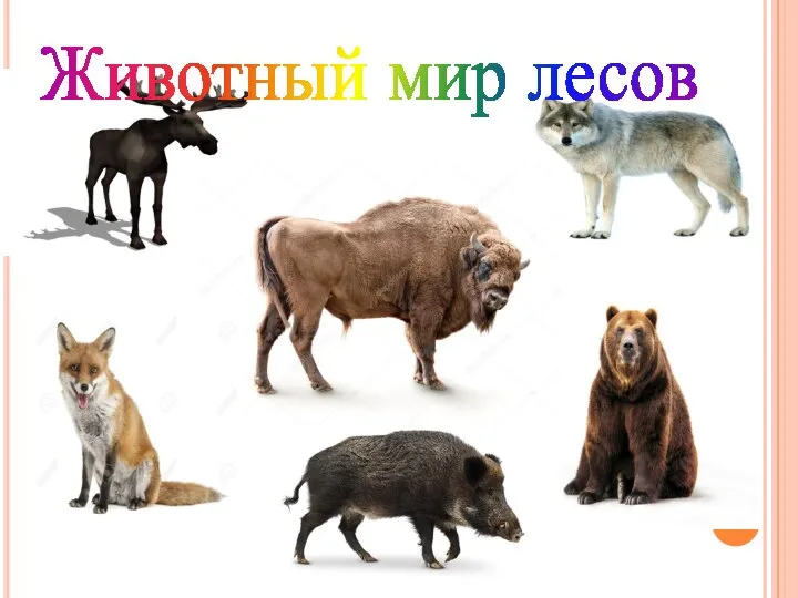 Животный мир лесов