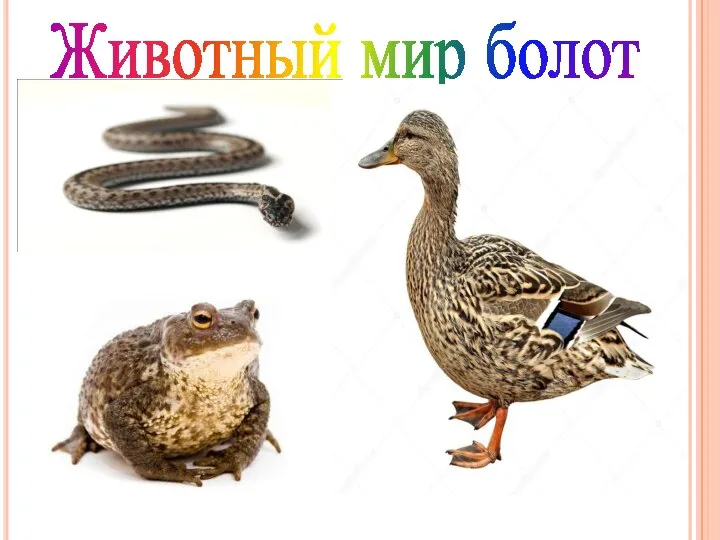 Животный мир болот