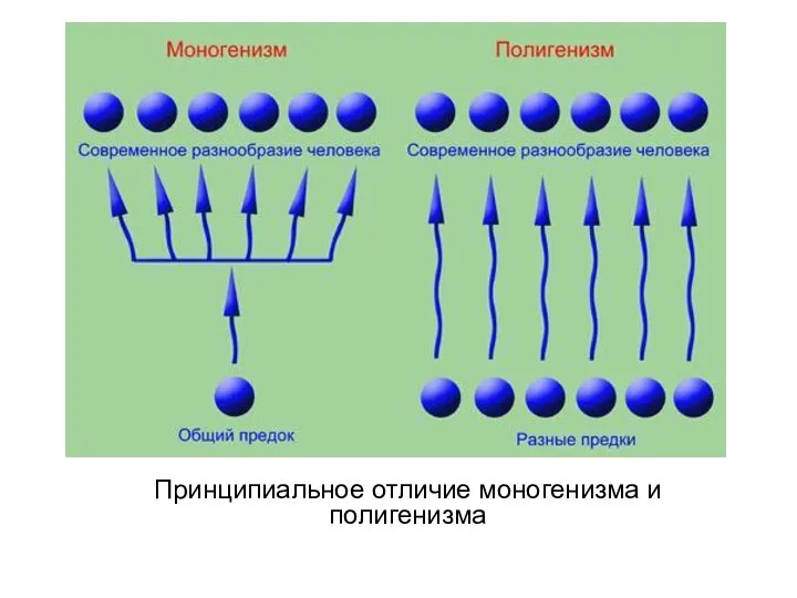 Принципиальное отличие моногенизма и полигенизма