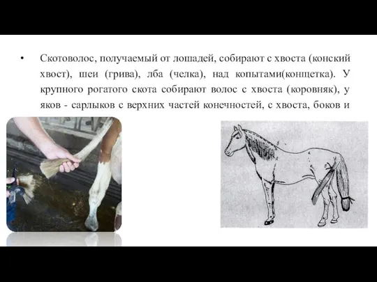 Скотоволос, получаемый от лошадей, собирают с хвоста (конский хвост), шеи (грива), лба